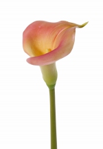 Calla lelie (Zantedeschia) 73 cm
